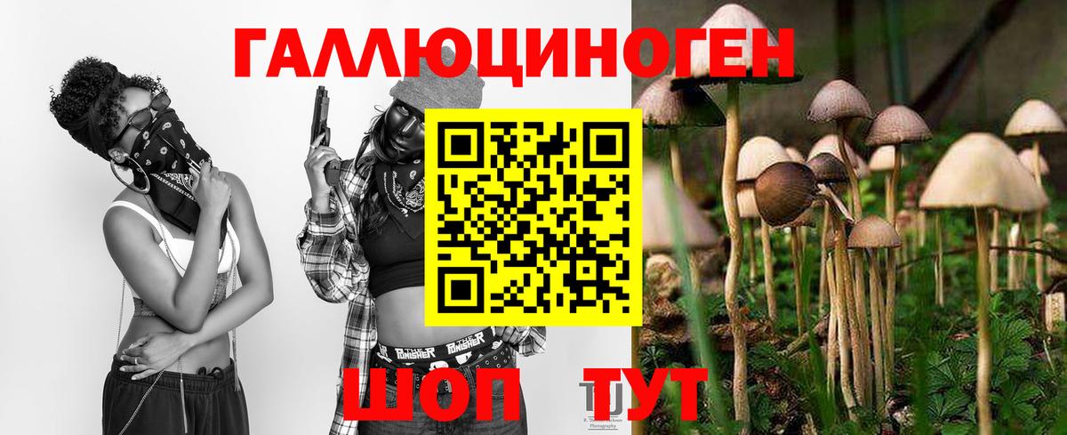 Псилоцибиновые грибы Psilocybe  Вышний Волочёк 